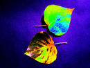 Autumn Blues